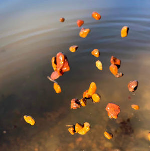 Meet your Posher, Mya